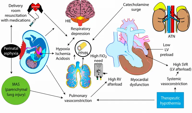 Pathophysiology of Perinatal Asphyxia and HIE