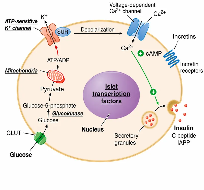 Glucose-Stimulated Insulin Secretion from Beta Cell