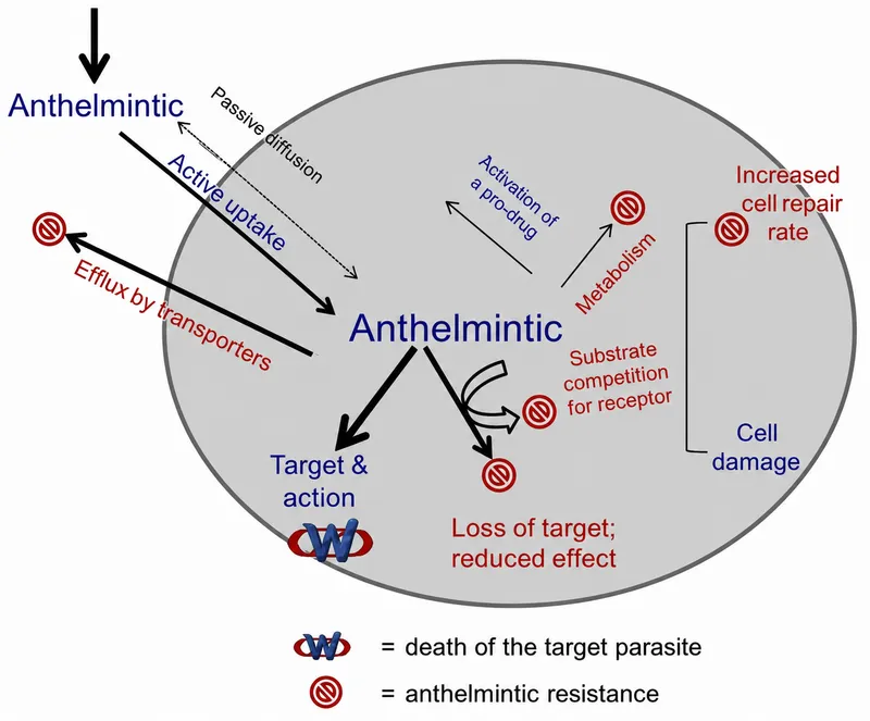 Anthelmintic drug mechanisms and resistance
