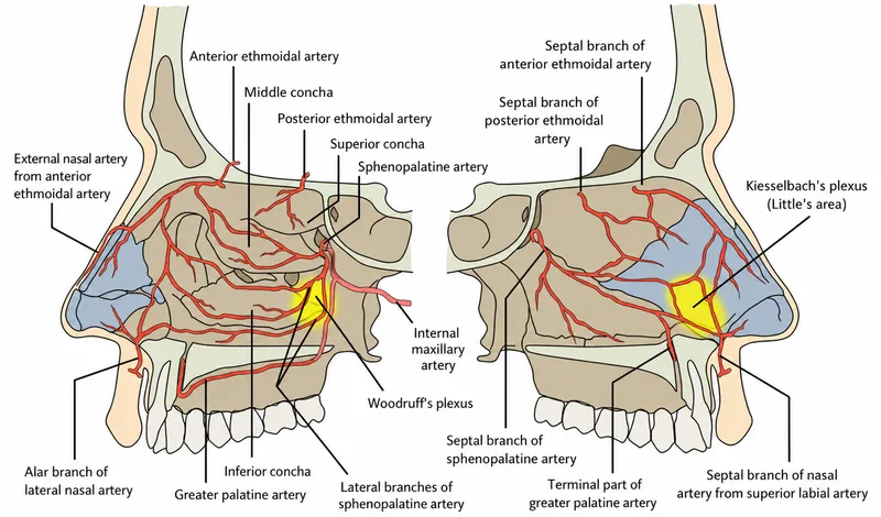 Nasal Cavity Anatomy and Vascular Supply