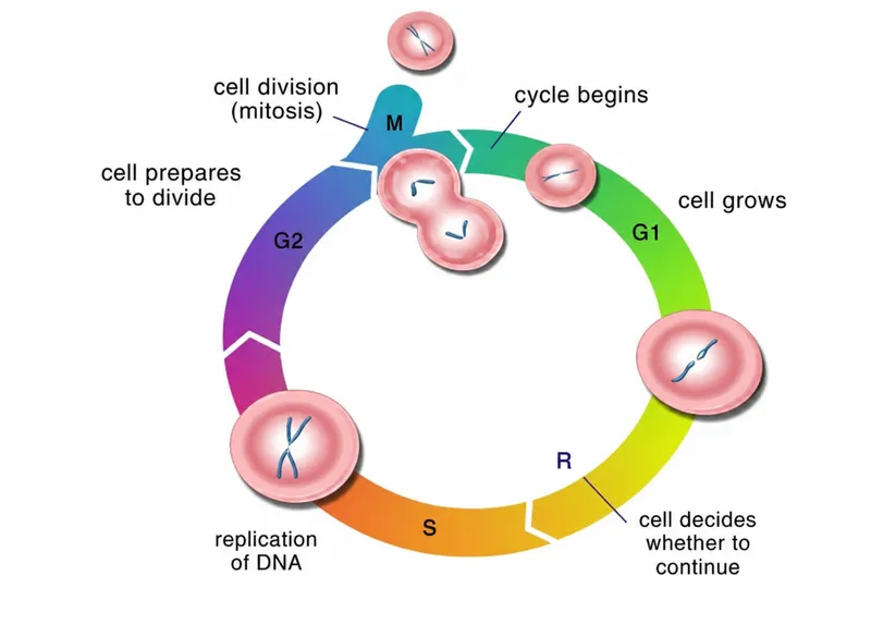 Cell cycle and radiosensitivity
