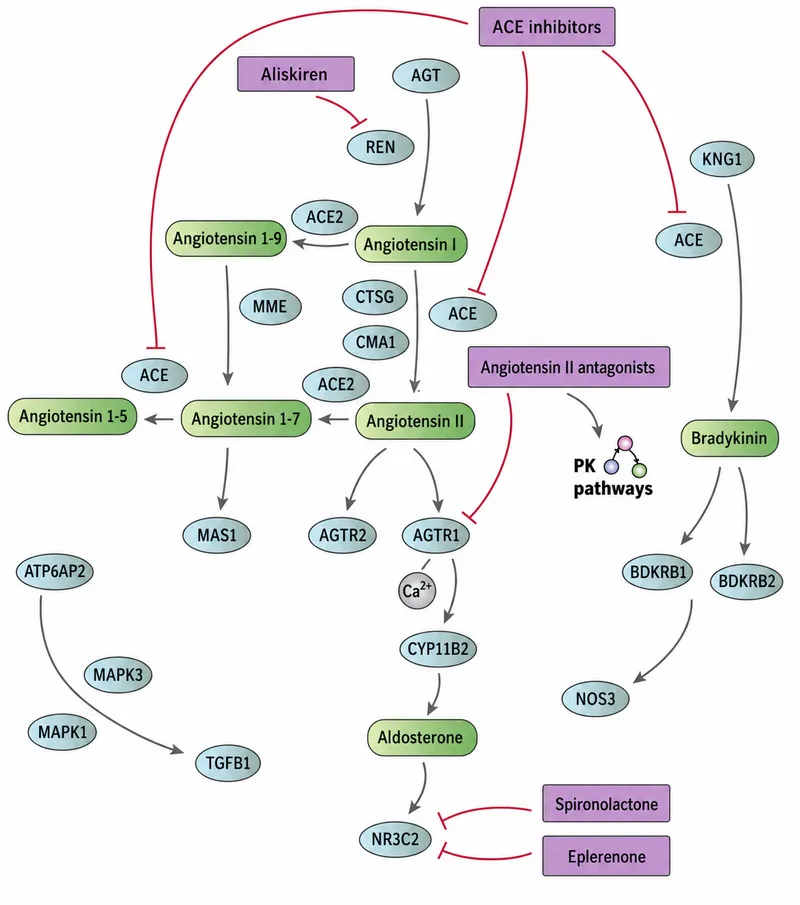 RAAS pharmacological targets showing drug mechanisms of action