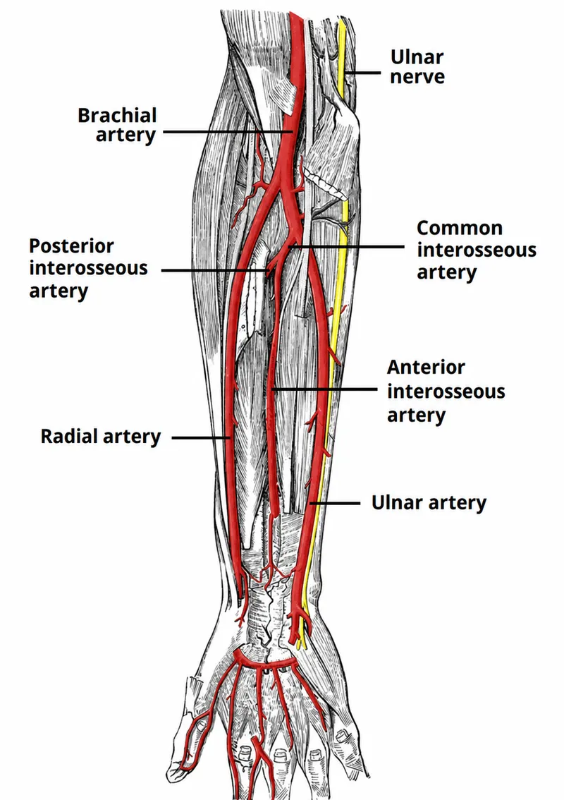 Arterial supply and ulnar nerve of the forearm and hand