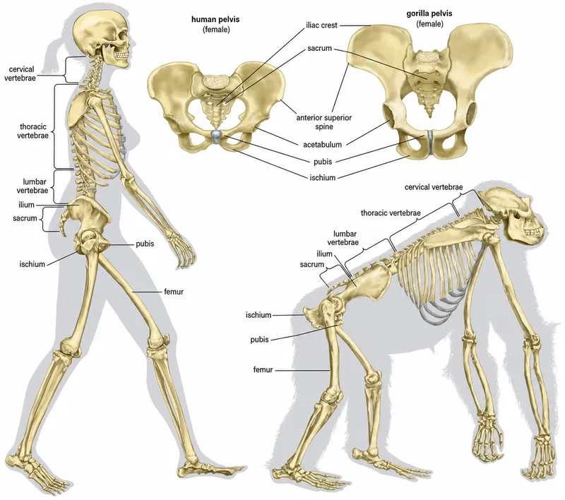 Human vs. Gorilla Skeleton Comparison