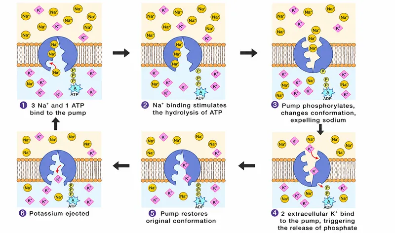 Detailed diagram of sodium-potassium ATPase pump mechanism and cycle