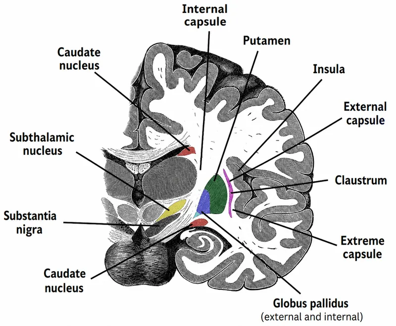 Coronal view of basal ganglia nuclei and related structures