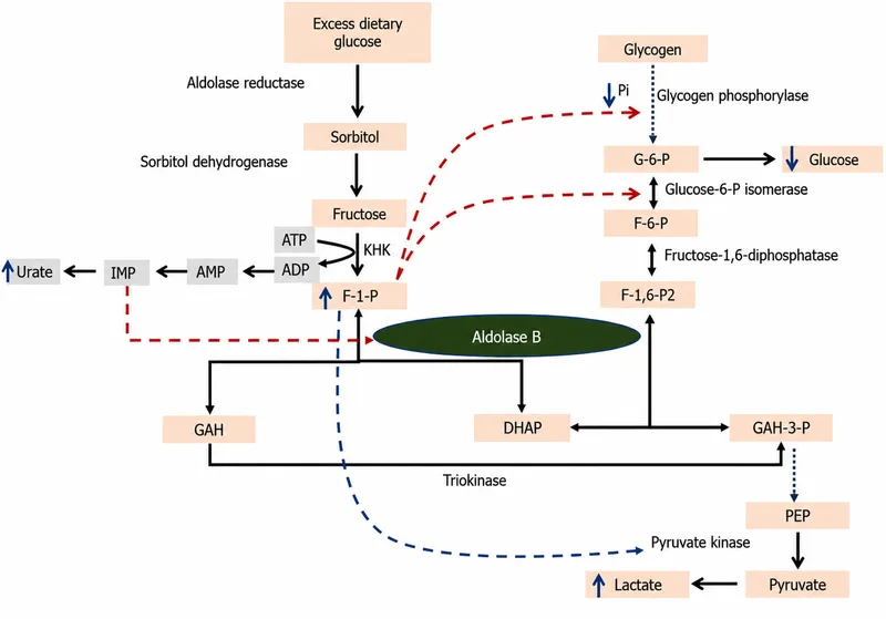 Fructose Metabolism Pathway with Aldolase B Defect