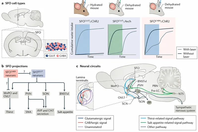 Neural circuits for thirst and fluid balance