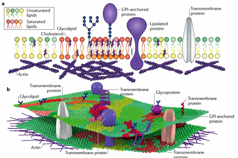Lipid raft structure within a cell membrane