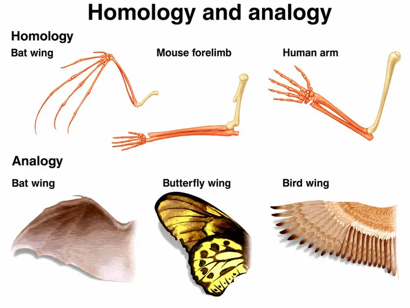 Homologous and Analogous Structures