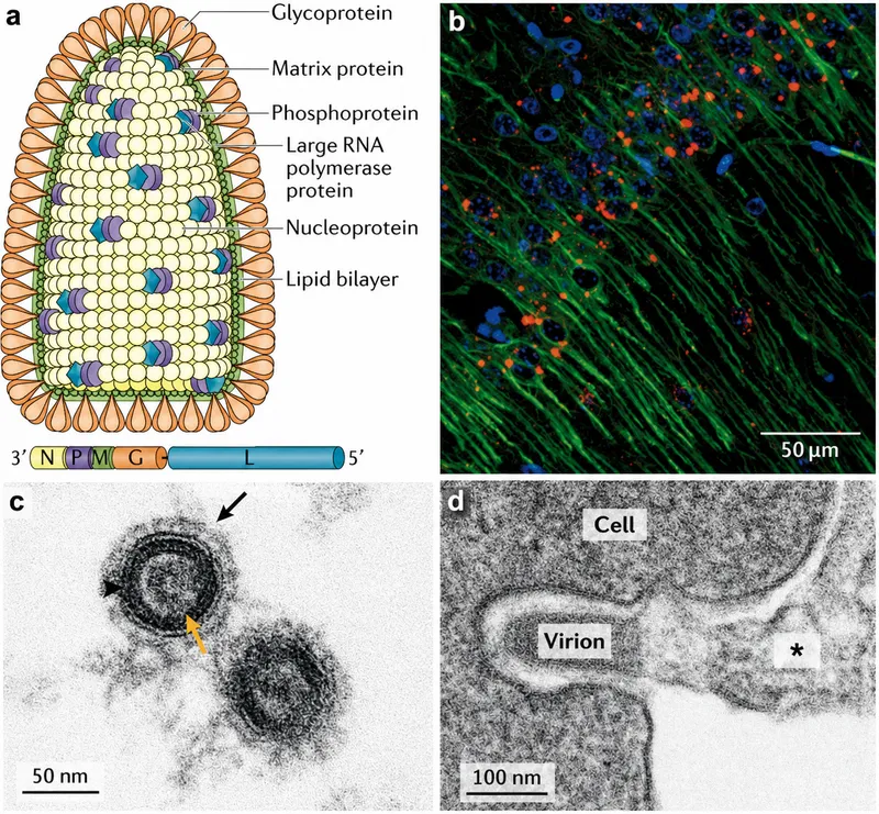 Rabies virus structure and infection