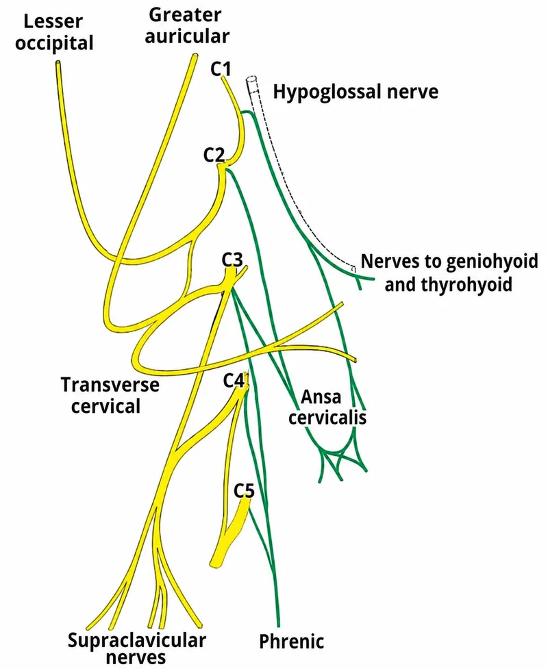 Cervical Plexus Diagram