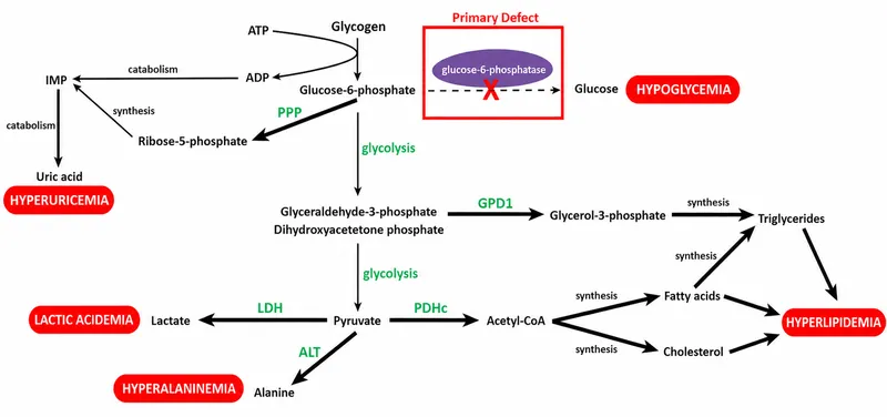 Metabolic consequences of Glucose-6-Phosphatase deficiency