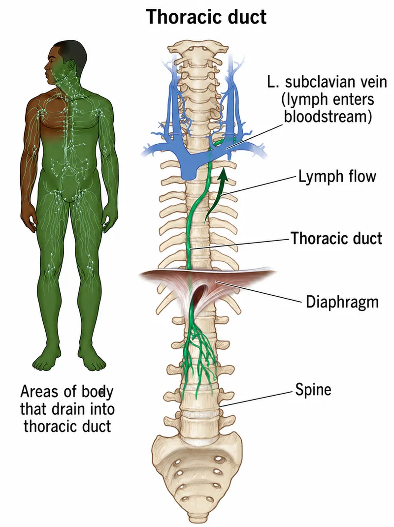 Thoracic duct and drainage areas