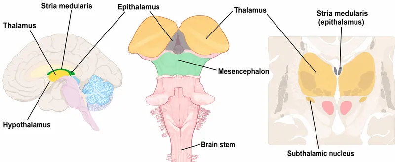 Diencephalon Anatomy: Epithalamus and Subthalamus