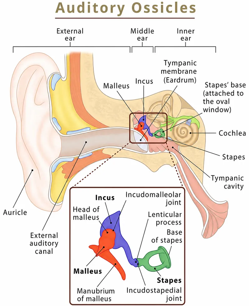 Anatomy of middle ear ossicles and articulations