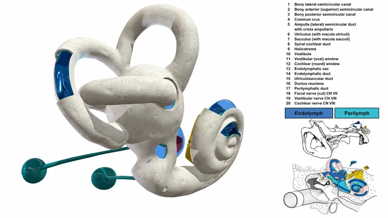 3D reconstruction of inner ear labyrinth showing cochlear and vestibular components