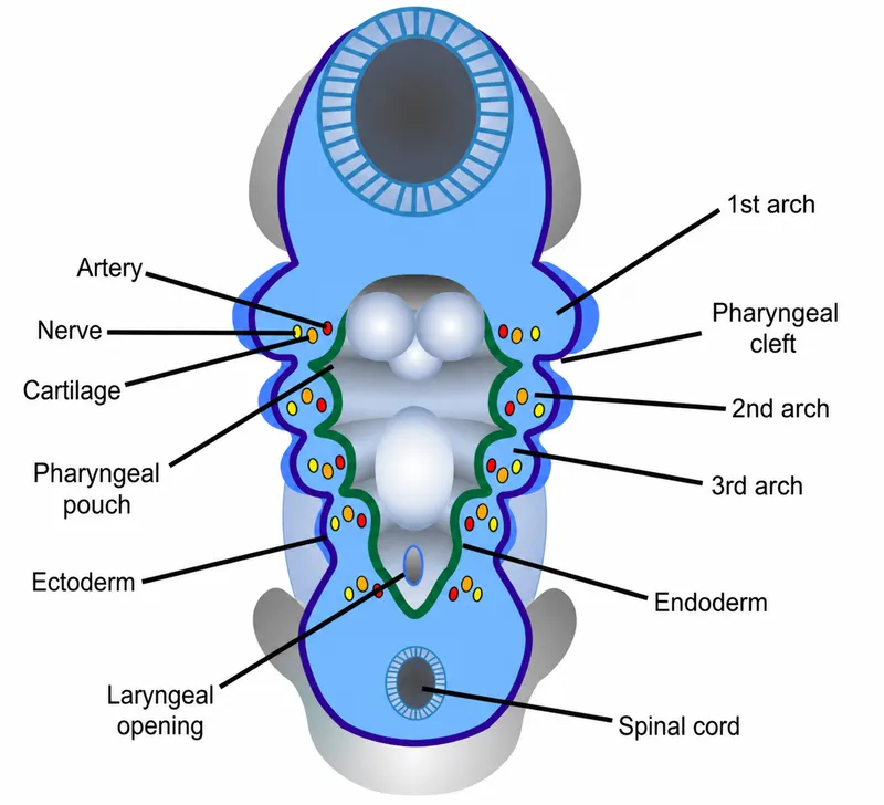 Pharyngeal apparatus components diagram