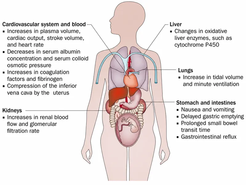 Physiological changes in pregnancy