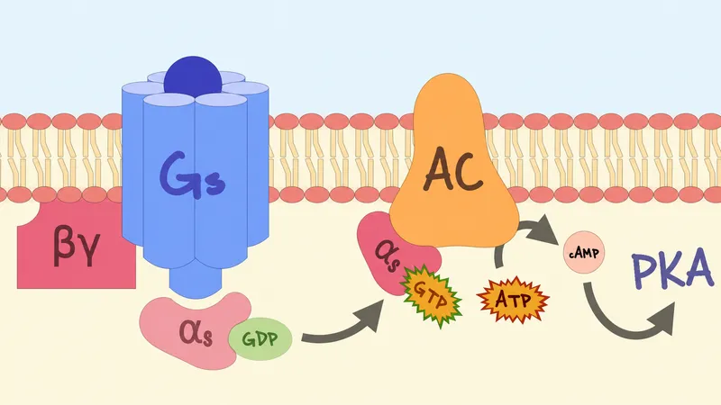 GPCR signaling with Gs and Gi proteins