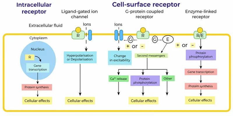 Major cell receptor types and signaling pathways