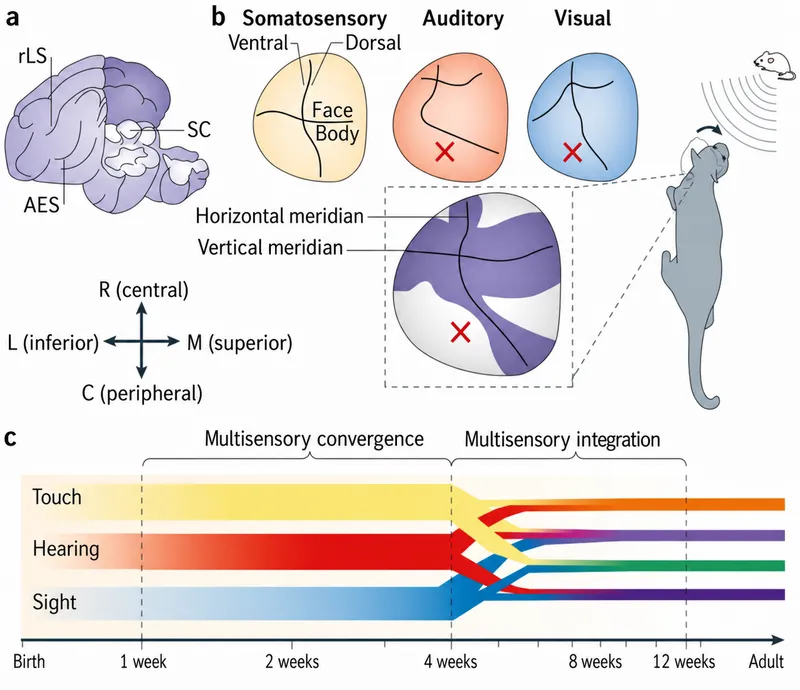 Multisensory integration development in the brain