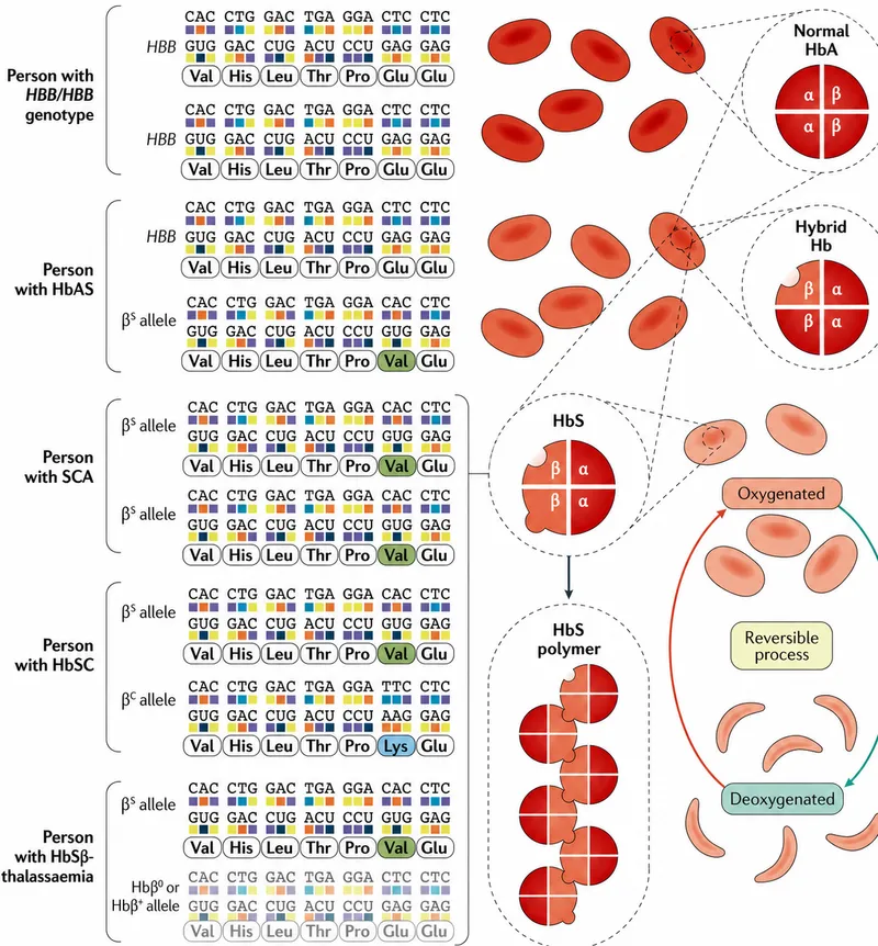 Hemoglobinopathies: Genotype, Phenotype, Sickling
