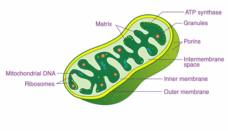 Mitochondrion structure diagram