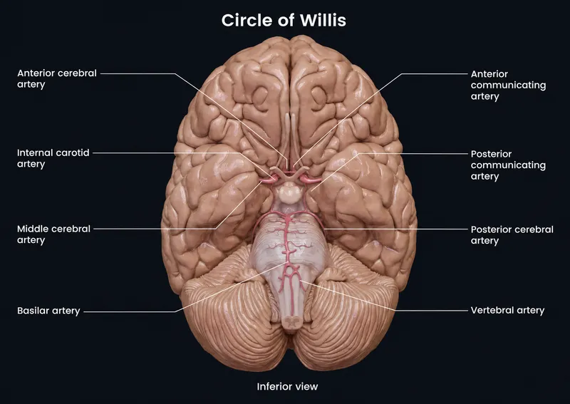 Circle of Willis: Inferior View of Brain Arteries