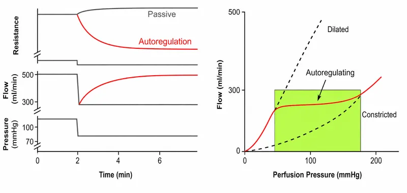 Organ Blood Flow Autoregulation