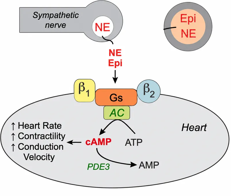 Beta-1 and Beta-2 Receptor Mechanism in Heart