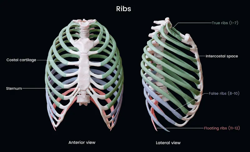 Anterior and lateral views of the human rib cage
