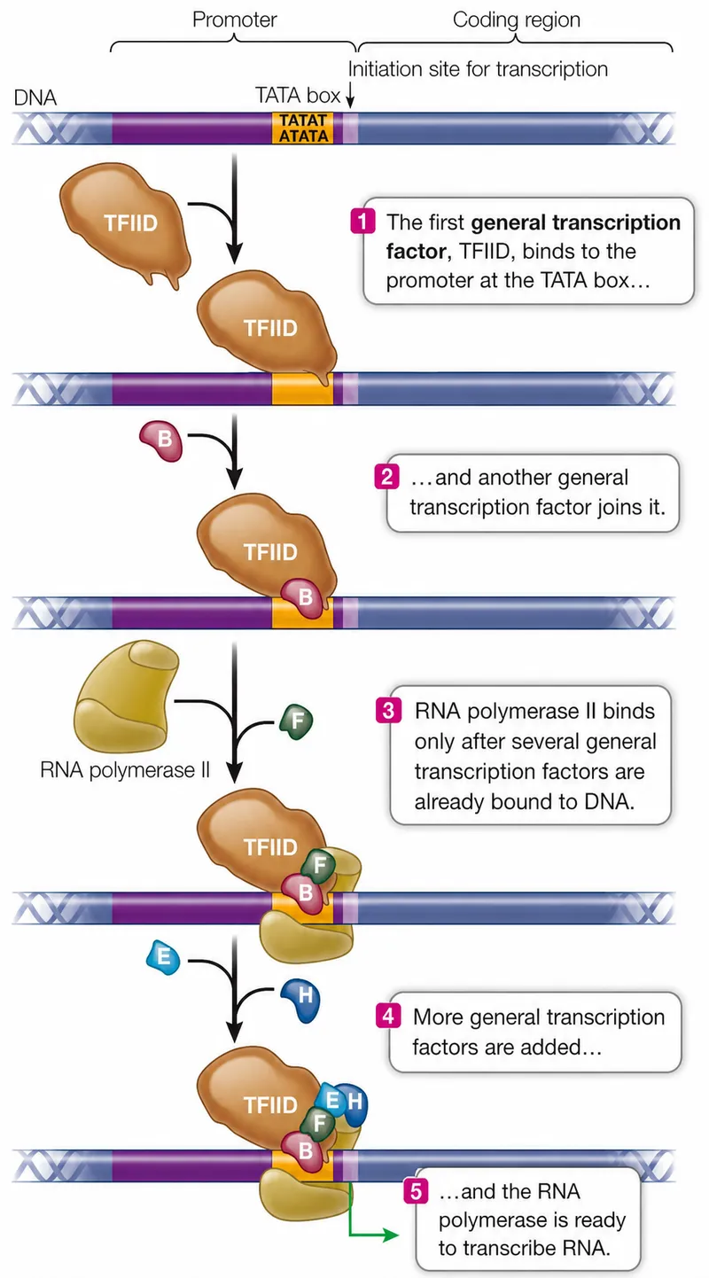 Eukaryotic RNA Polymerase II Transcription Initiation