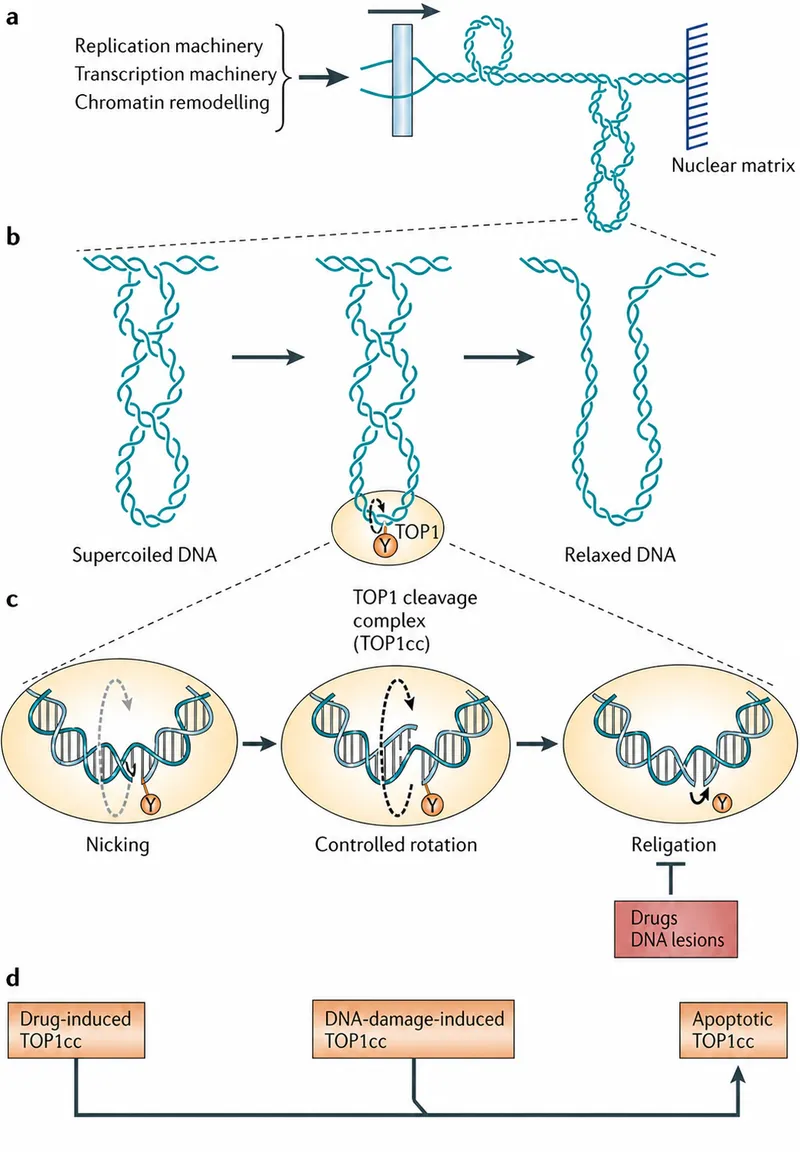 Mechanism of Topoisomerase I and drug-induced TOP1cc