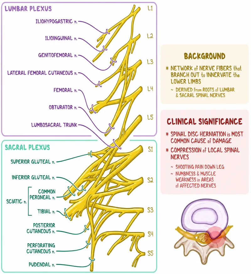 Lumbar and Sacral Plexus with Clinical Significance