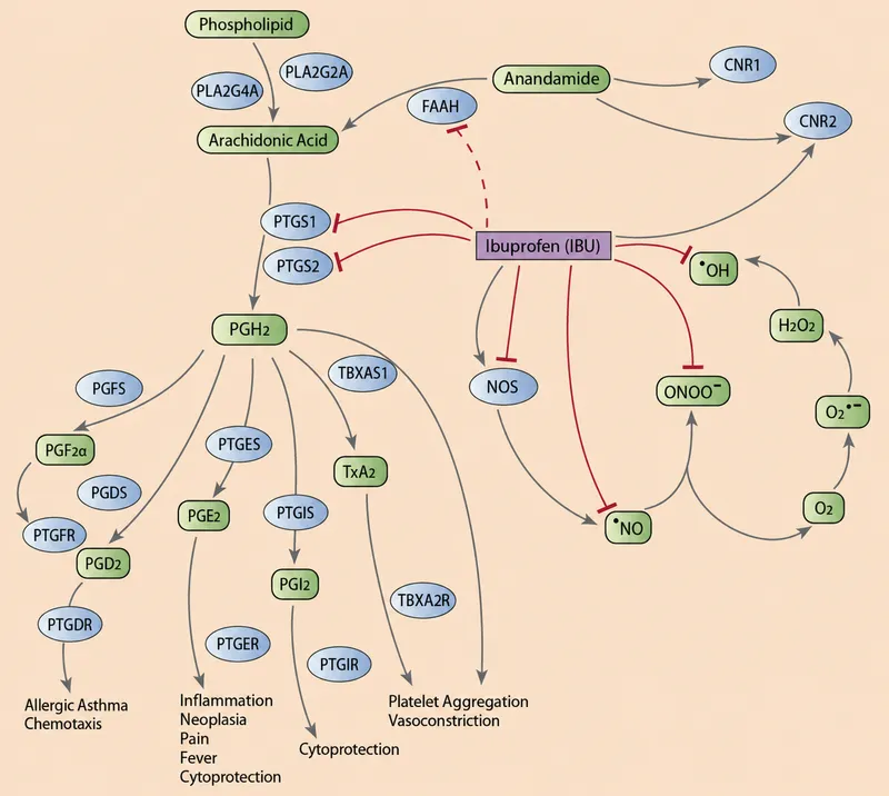 Arachidonic Acid Pathway and Ibuprofen Mechanism