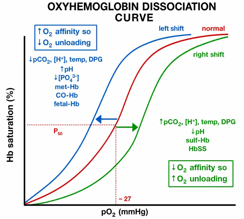 Hemoglobin oxygen saturation curve showing sigmoid shape and P50 value