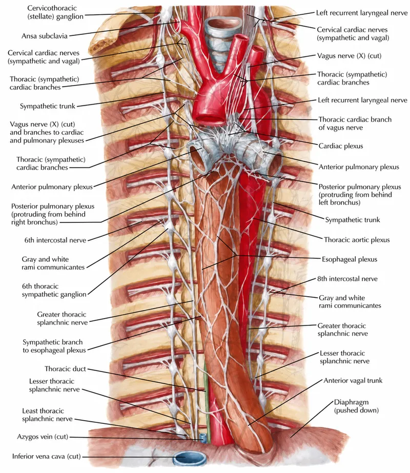 Thoracic Autonomic Innervation: Sympathetic & Vagal Nerves