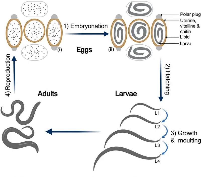 Nematode lifecycle stages