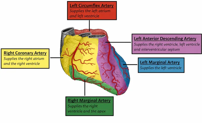 Coronary arteries and supply territories (anterior view)