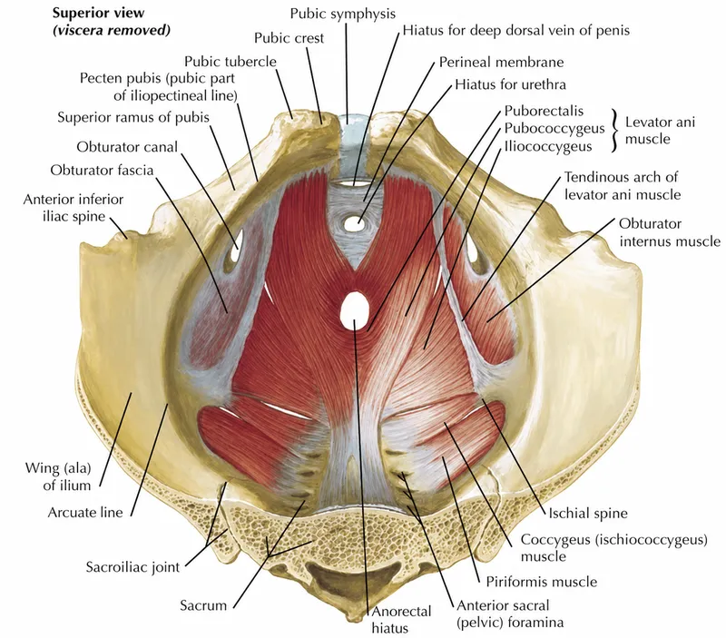 Pelvic diaphragm muscles superior view with hiatuses