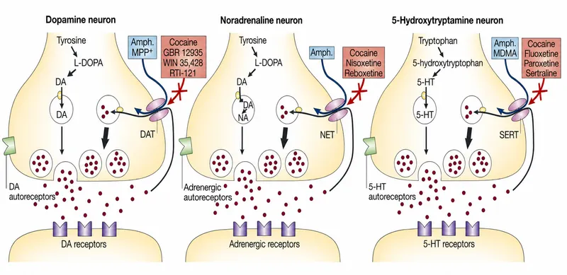 Monoamine neuron synapses and drug interactions