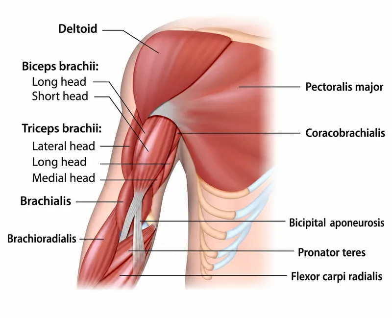 Anterior and posterior arm muscles diagram