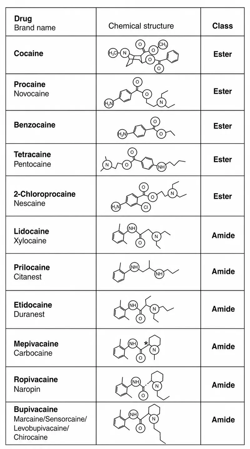 Molecular structure comparison of lidocaine and bupivacaine showing chemical differences