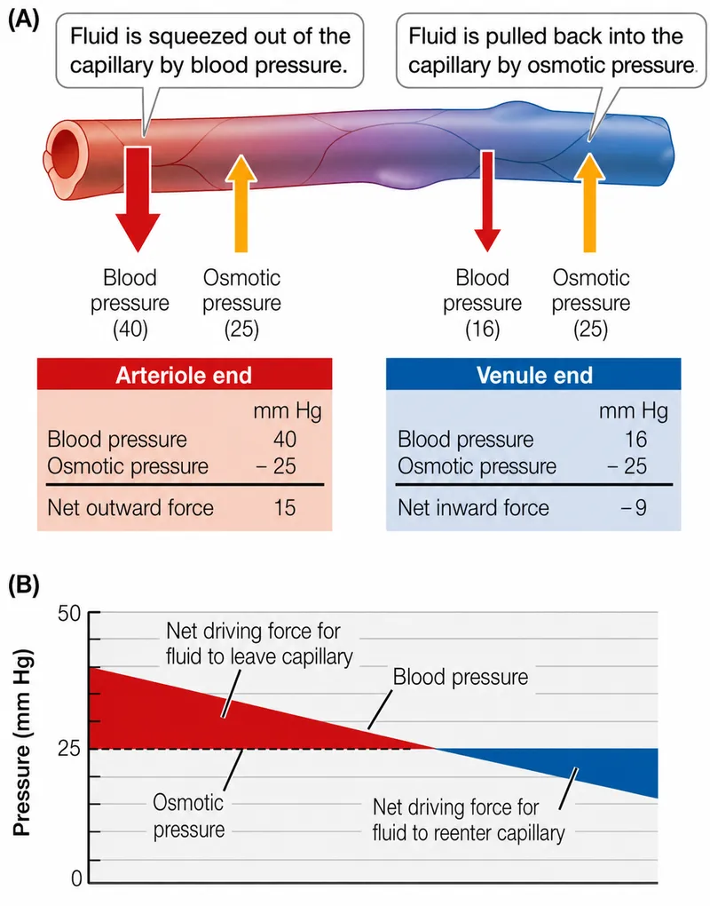 Starling forces and fluid exchange in a capillary