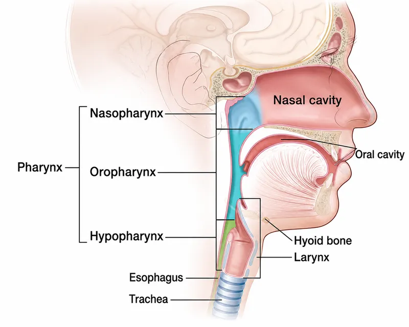 Anatomy of the Pharynx