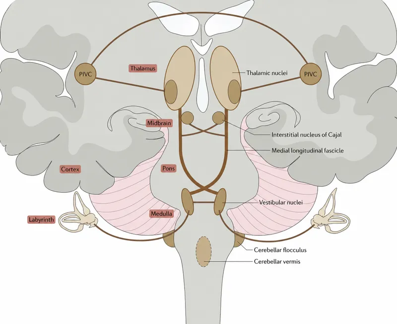 Central vestibular pathways diagram