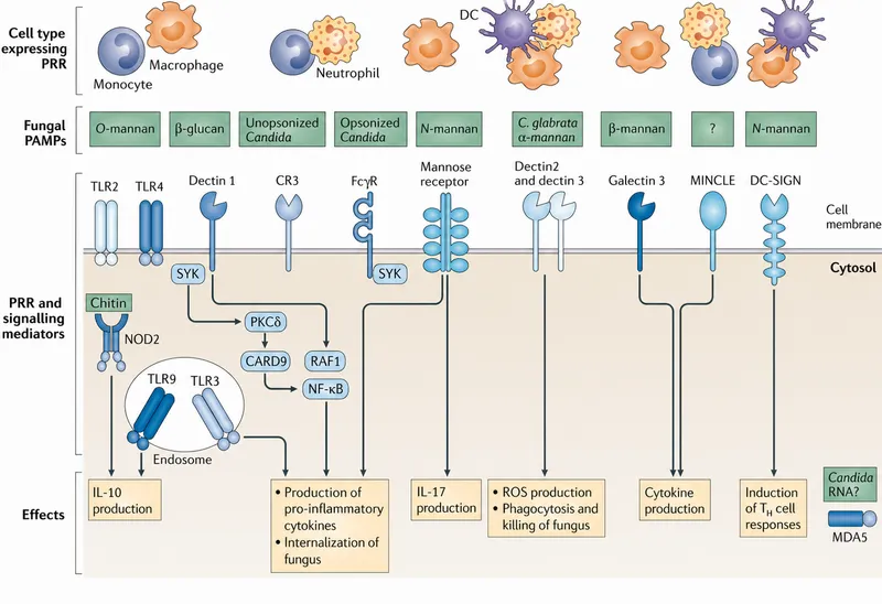Immune cell PRRs and signaling in fungal infections