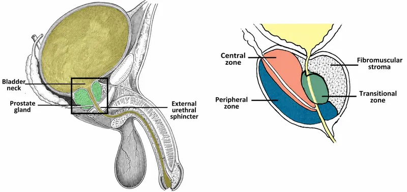 Prostate gland anatomy and zonal divisions