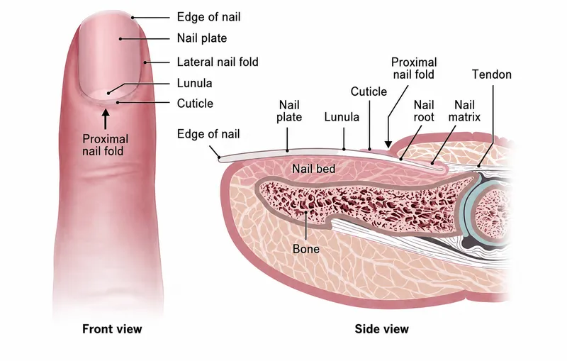 Detailed Anatomy of the Human Nail Unit